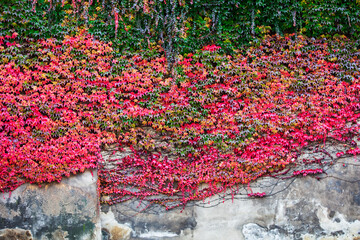 red and green autumn background with ivy