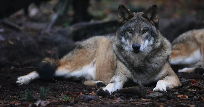 A gray wolf are resting in the forest