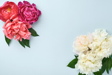 Beautiful red, pink and white peony flowers bouquet over blue background, top view, copy space, flat-lay. Valentines, Wedding and Mothers day background.