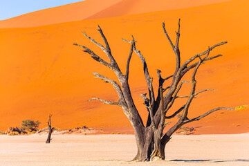 The morning in the Namib desert