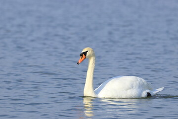 Swan on the lake in winter sunny day