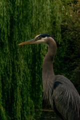 Blue Heron