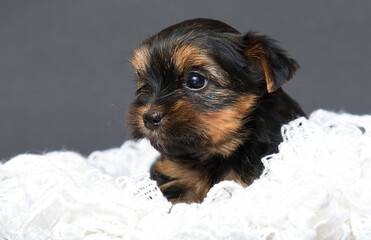 yorkshire terrier puppy on gray background