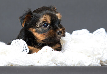 yorkshire terrier puppy on gray background