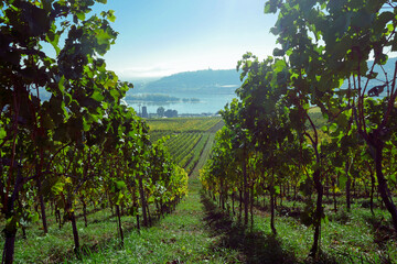 Fototapeta na wymiar Scenic landscape through vineyard