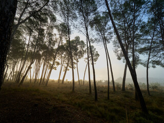 Obraz na płótnie Canvas Fog in the forest, Bellus, Spain