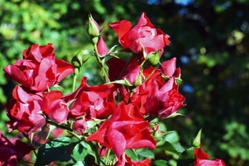 rose bushes illuminated by the sun. Bright red rosebuds. Scarlet roses grow in the garden. - 468590715