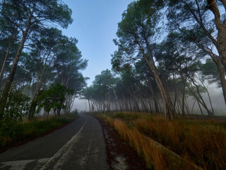 Fog in the forest, Bellus, Spain
