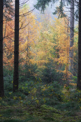 Obraz premium Conifer softwood with hardwood in the forest in fall autumn in germany bavaria baden-württemberg with some fog mist