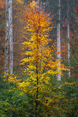 Colorful fall tree in autumn in south germany, baden-württemberg, bavaria. Woodland 