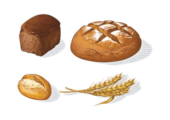 Bread vector colorful hand drawn set illustration. Other types of wheat, flour fresh bread. Gluten food bakery engraved collection