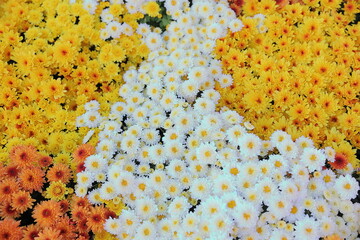 沢山のカラフルな菊の花