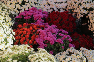 日本、茨城県笠間市の菊祭り