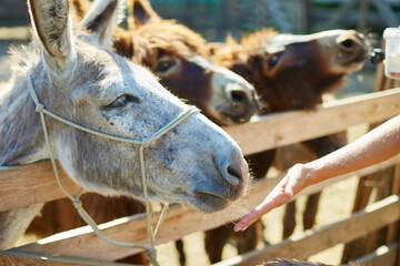 Man feeding donkeys in the countryside, in a farm, Friendly Donkey  in the paddock being social, contact farm zoo.