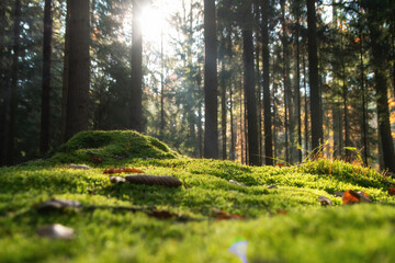 Forest moss with bright sunlight
