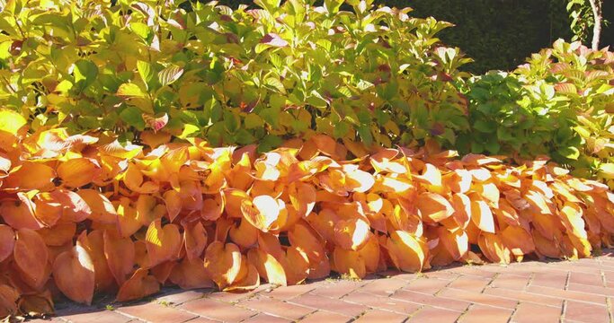 Yellow and orange leaves of hosts in the autumn park.