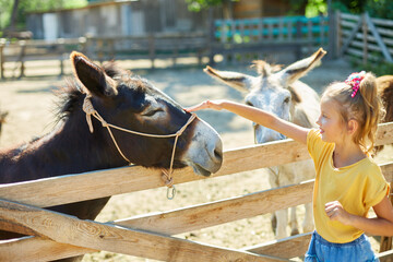 Little girl in contact farm zoo with donkeys in the countryside, a farm