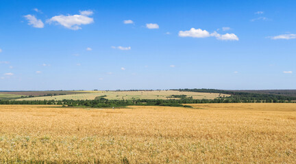 Obraz premium Green and yellow fields with trees and bushes against a large blue sky on a sunny day. Wide view of the countryside. Natural background of hills and copses, rare trees on rough terrain, fresh juicy sh