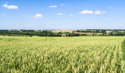 Green and yellow fields with trees and bushes against a large blue sky on a sunny day. Wide view of the countryside. Natural background of hills and copses, rare trees on rough terrain, fresh juicy sh