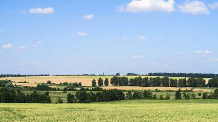 Fototapeta na wymiar Green and yellow fields with trees and bushes against a large blue sky on a sunny day. Wide view of the countryside. Natural background of hills and copses, rare trees on rough terrain, fresh juicy sh