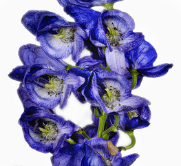 Monkshood, Aconitum Carmichaelii‚ Arendsii. Botanical Garden, KIT, Karlsruhe, Germany, Europe