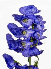 Monkshood, Aconitum Carmichaelii‚ Arendsii. Botanical Garden, KIT, Karlsruhe, Germany, Europe