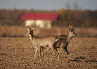 Roe deer on a field