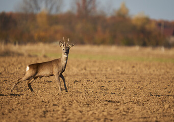 Roebuck on a field
