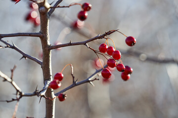 Ripe hawthorn berries