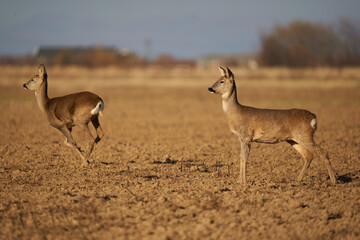 Naklejka premium Roe deer on a field