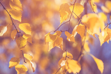 Autumn background-yellow birch leaves in the city Park
