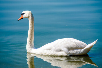 Swan swim in the lake
