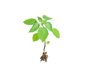 green plants or grasses with roots isolated on a white background