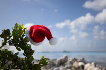 Christmas hat on green plant on the coral Caribbean beach. Selective focus.