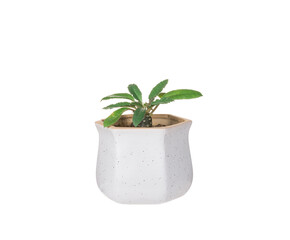 Green plants in ceramic pots on white background.
