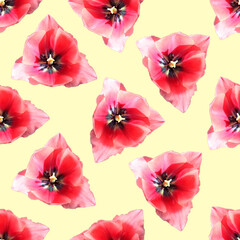 Red tulip flower seamless pattern. Red tulip flower. 