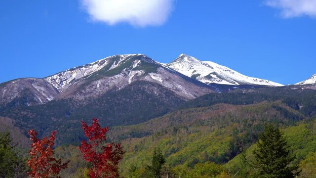 秋の乗鞍高原　紅葉した大カエデ