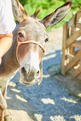 Man in contact farm zoo with donkeys in the countryside, a farm