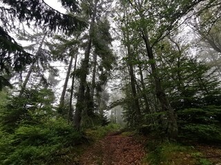 Fototapeta premium trees in the forest