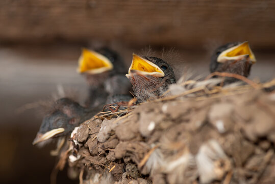 Family o young newborn swallow birds in nest opening its mouth and waiting to be fed by their mother. Group of small swallow birds in nest