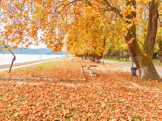 auumn in ioannina city greece, platanus trees yellow and brown colors fallen on the street