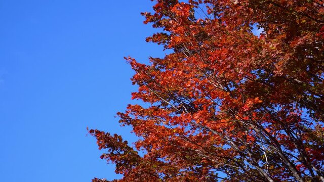 秋の乗鞍高原　紅葉した大カエデ