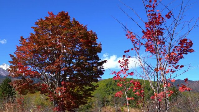 秋の乗鞍高原　紅葉した大カエデ