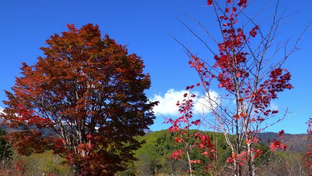 秋の乗鞍高原　紅葉した大カエデ