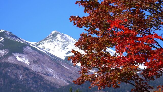 秋の乗鞍高原　紅葉した大カエデ