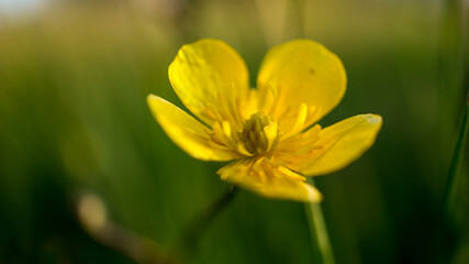 Fototapeta premium close up of a blossom of a beautiful flower. detailed single shot