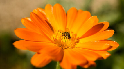 close up of a blossom of a beautiful flower. detailed single shot