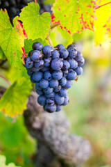 Naklejka premium Grappe de gamay avant les vendanges
