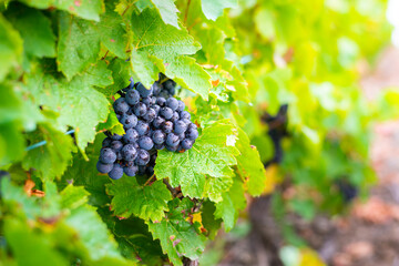Grappe de gamay avant les vendanges