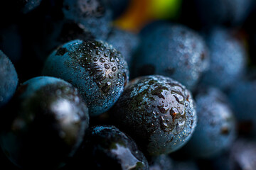 Gros plan sur le gamay du Beaujolais